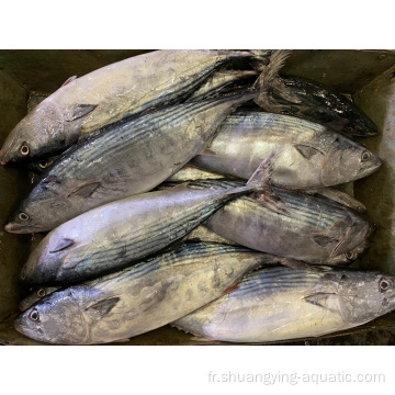 Fish frais entier gelé 300-500G 500-700G Skipjack Tuna